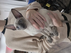 Cornish Rex weiß,  anhänglich süß 