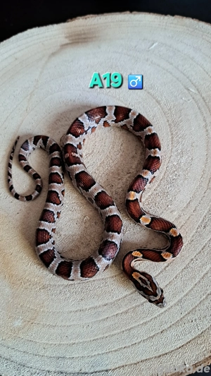 Kornnatter Wild het Anery Amel Motley or Striped 