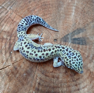 1.0 Leopardgecko Mack Snow Lavender het Eclipse Eublepharis Macularius adult