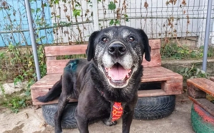 Es ist höchste Zeit für Samsons Glück! 			