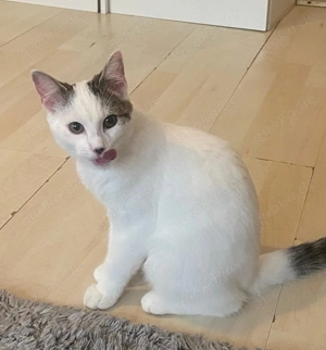 Liebe volle Türkiche van