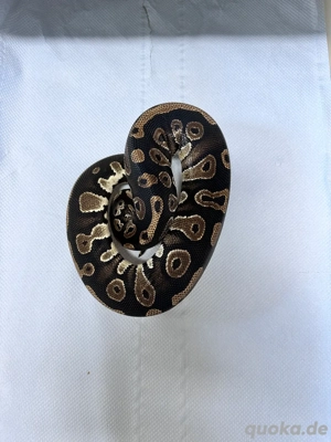 1.0 Blackhead Leo het Pied