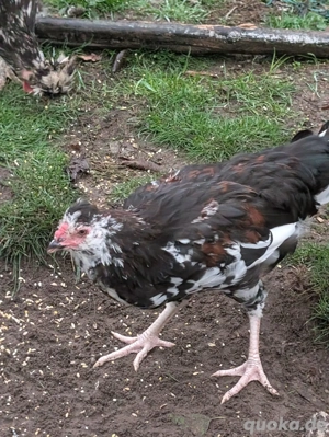 Junge Hähne abzugeben, Mix aus Sandschak und Orloff 
