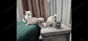 Britisch Kurzhaar Katzenbabys reinrassig 