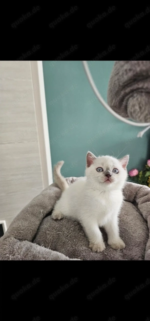 Britisch Kurzhaar Katzenbabys reinrassig 
