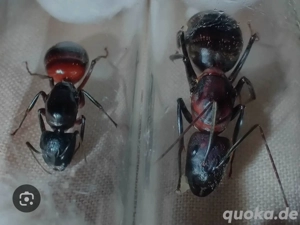 Ameisenkolonie Camponotus angusticollis