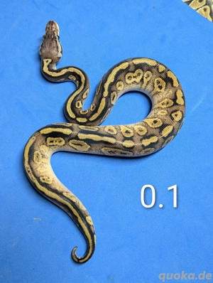 1.1 Bongo Pastel het Clown