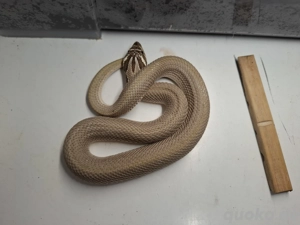 2.1 Heterodon nasicus anaconda superconda 