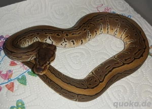 Firefly Pinstripe het Piebald Königspython 