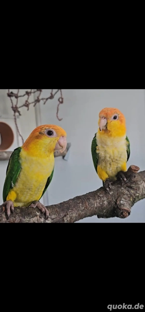 1.1 Rostkappenpapagei Pärchen zahm 2025 Babys blutsfremd Rostkappenpapageien Rostkappen