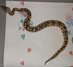 Coral Glow Firefly het Piebald Königspython 