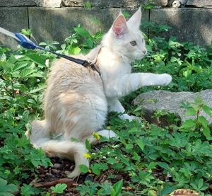 Deckkater Maine Coon Creme Silver Classic Tabby Bild 5