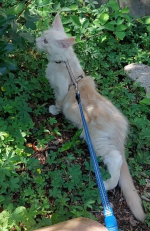 Deckkater Maine Coon Creme Silver Classic Tabby Bild 6