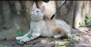 Deckkater Maine Coon Creme Silver Classic Tabby Bild 4