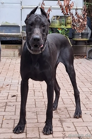 Black Melanistic Dobermann Deckrüde