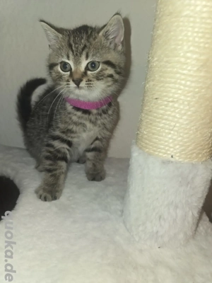 BKH Babykatzen NOCH 1Weibchen 1 Mänchen