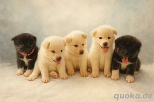 Reinrassige Akita Inu Welpen   seltene Farben, liebevoll aufgezogen