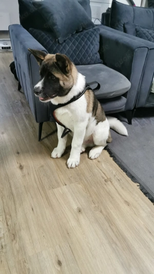 American Akita ein  süßer Bär 