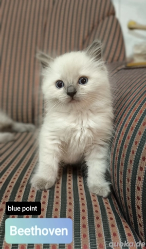 Reinrassige Ragdoll Kitten - Kätzchen mit Stammbaum 