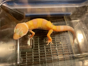 Leopardgeckos, Jungtiere aus liebevoller Hobbyzucht 