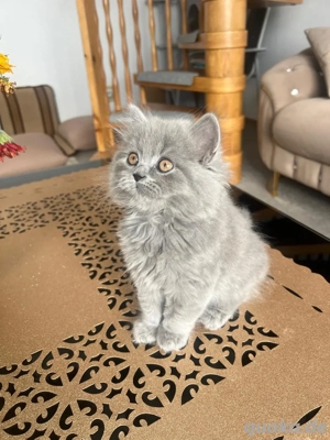 Britsche kurze haare 