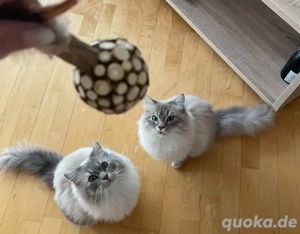 Schweren Herzens 2 Kater zu verkaufen