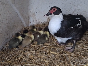 Flugente mit 8 Küken  !