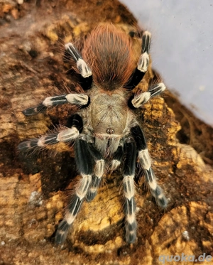 1.0 Vitalius chromatus adult ex. Nhandu