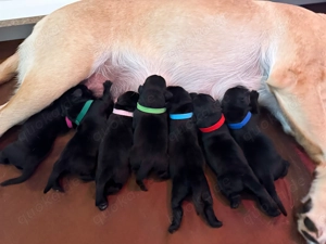 Wunderschöne schwarze Labrador Welpen liebevolle Aufzucht, top Abstammung & sanftes Wesen Bild 7