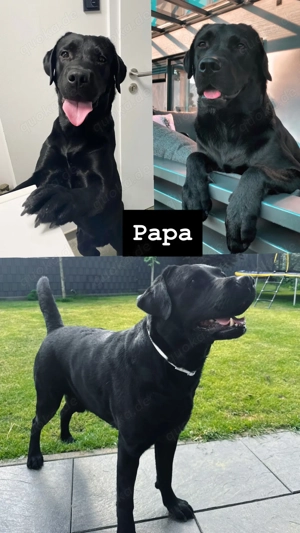 Wunderschöne schwarze Labrador Welpen liebevolle Aufzucht, top Abstammung & sanftes Wesen Bild 8