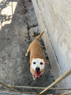 Hund sucht Dirigent Haus 