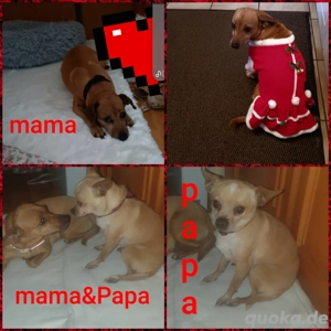 pinscherChihauhau welpen 2025