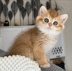 Süße BKH Kätzchen mit papiere