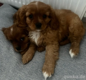 Wunderschöner Cavalier King Charles Spaniel Welpe sucht liebevolles Zuhause   