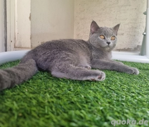 Zu verkaufen: Britische Katze   Weiblich, 5 Monate alt
