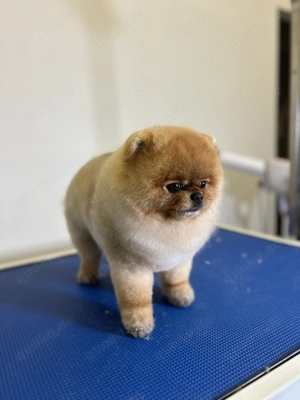 Hundefriseur in Berlin - für Katzen und Hunde