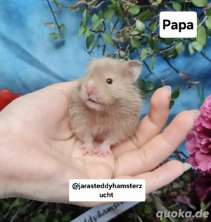 Extrem HANDZAHME FLAUSCHIGE Teddyhamster Satinglanz 