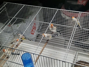 Stieglitz Major 2025