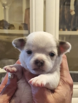 Zuckersüße Chihuahua Welpen!