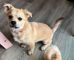 In Deutschland SHIRANIAN Mix Chihuahua Typ Welpe Hündin 22cm 6,5kg 7,5Mon