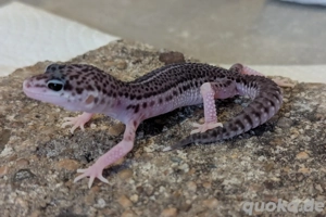 Leopardgecko 0.5
