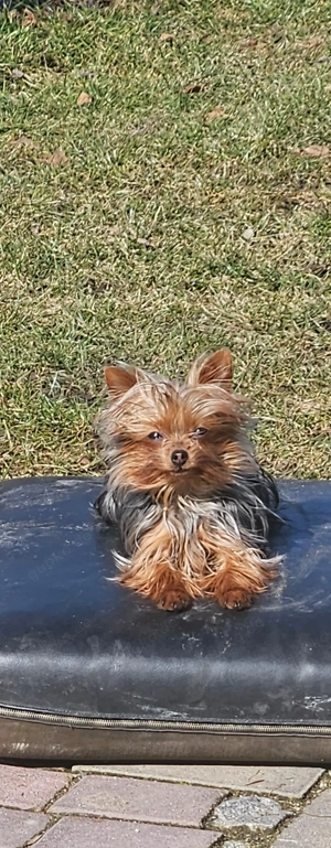 Terrier Yorkshire Mini Mini abdecken