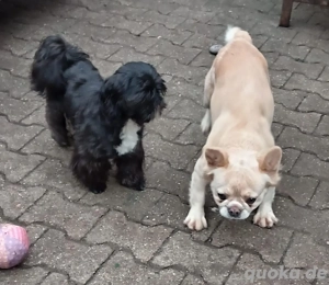 franzosische bulldoge madchen