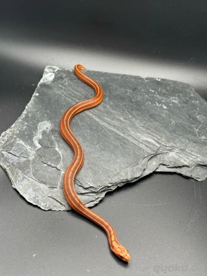 Elaphe dione   Steppennatter   Dionenatter Wladiwostok