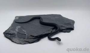 nur noch 1x Elaphe dione   Dionenatter   Steppennatter Mozdok