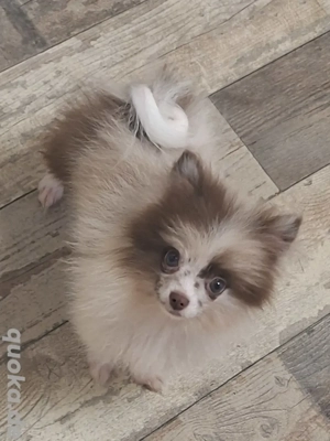 1 Pomeranian Welpe in besonderer Farbe