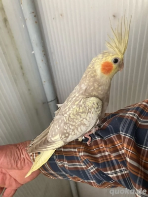 nymphensittiche hand zahme