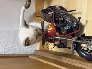 Stahlblaue Augen zum Verlieben - unsere Kitten sind bildhübsch 