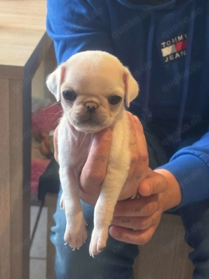 Süsse Mopswelpen suchen ein Zuhause