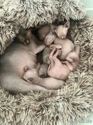 Canadian Sphynx Kitten
